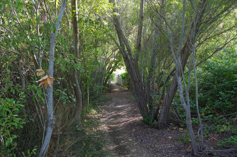 canopy bridge